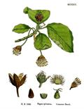 Beech 